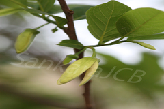 Annona squamosa